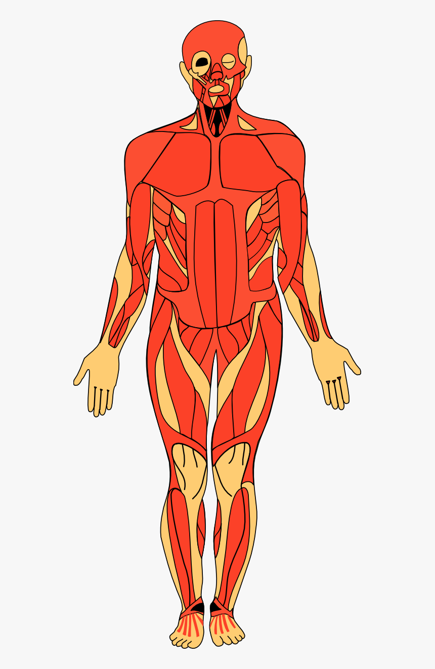 Free Human Anatomy Cliparts - Human Body Anatomy S, HD Png Download