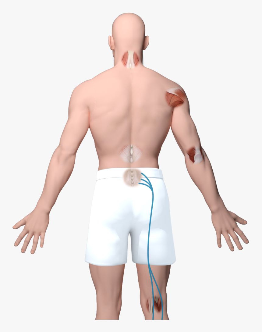 Barechested, HD Png Download