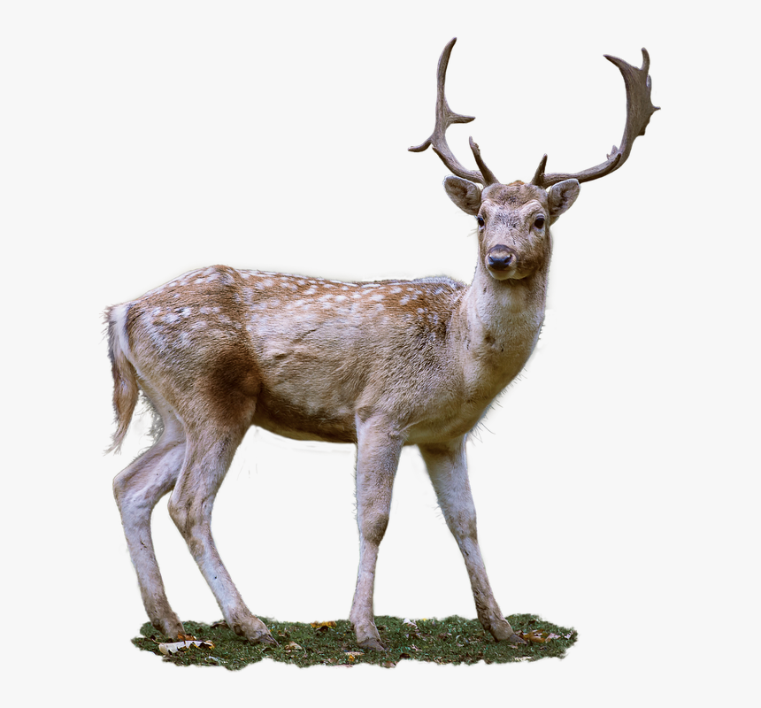 Roe Deer, Antler, Fallow Deer - Transparent Background Deer, HD Png