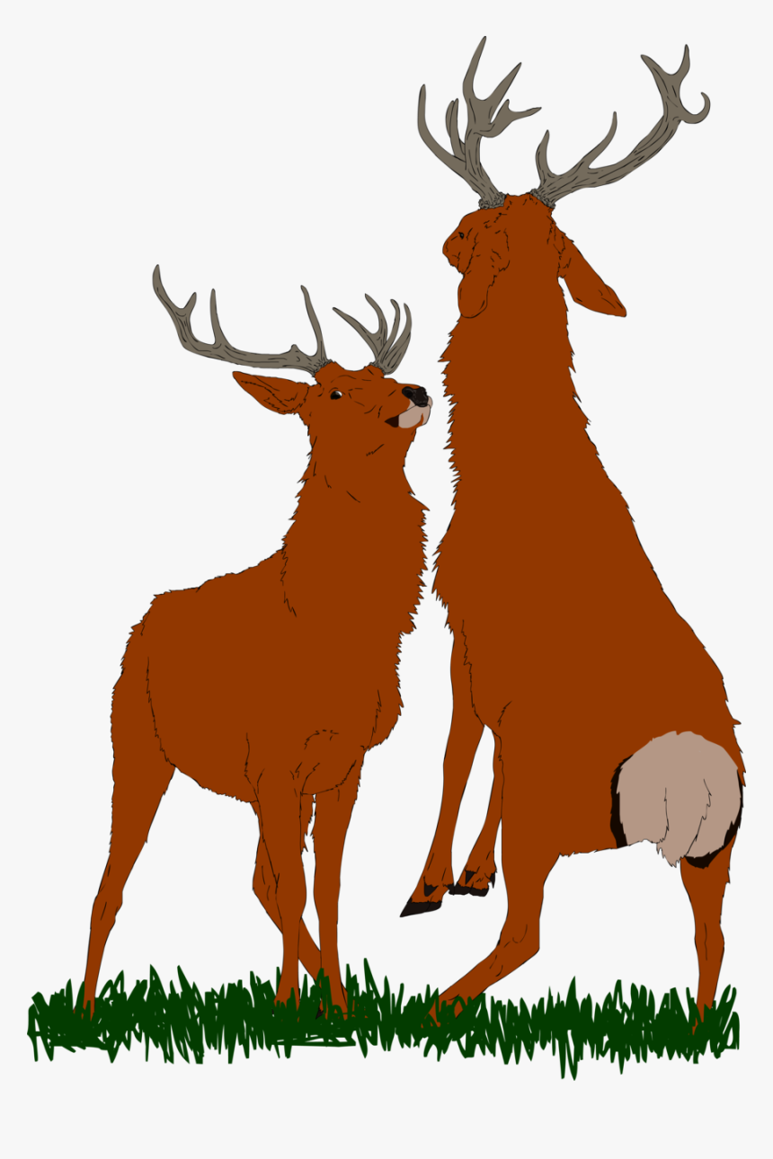 Bull Elk Png - Antler, Transparent Png