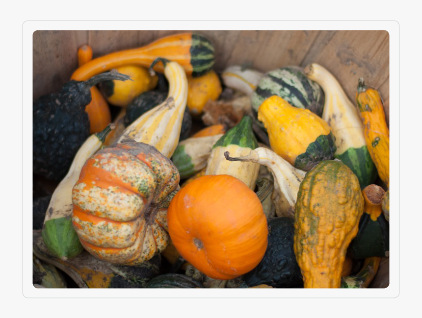 Gourds - Pumpkin, HD Png Download