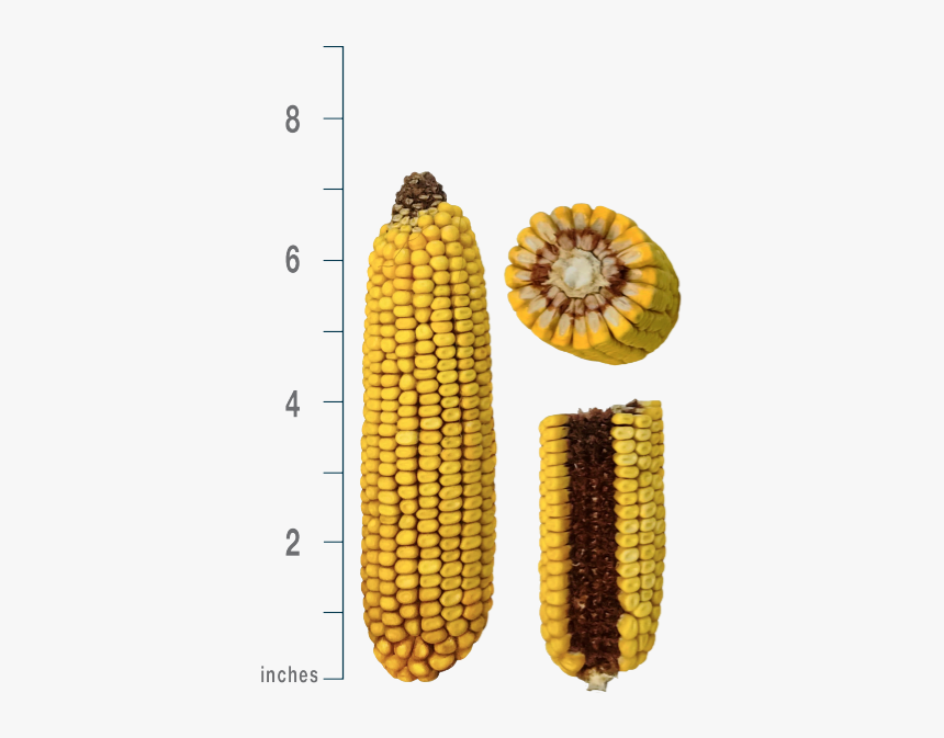 Corn Kernels, HD Png Download