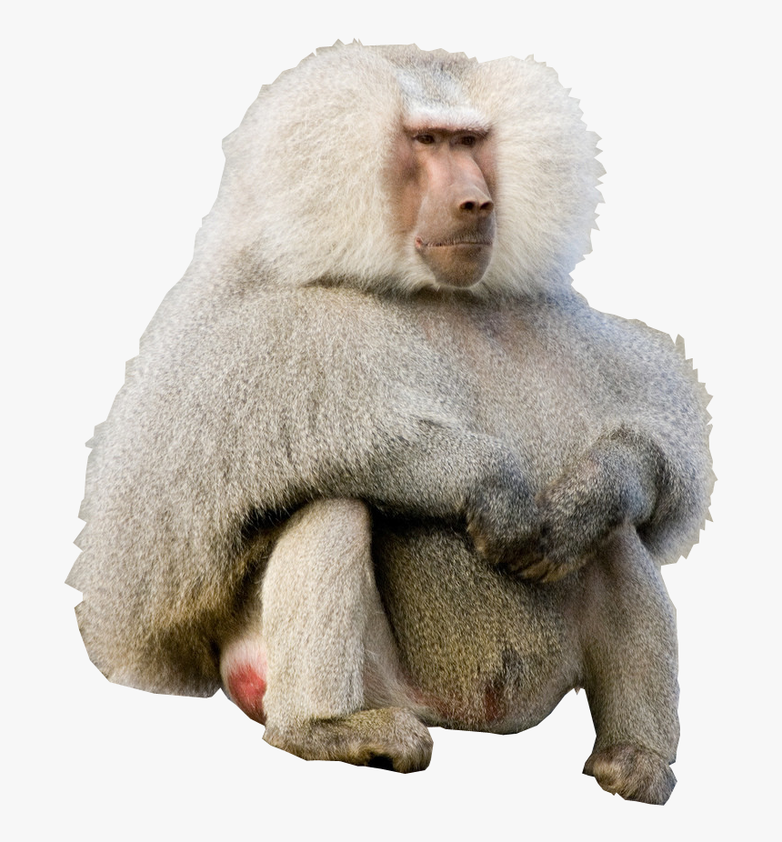 Transparent Baboon Png - Hamadryas Baboon, Png Download