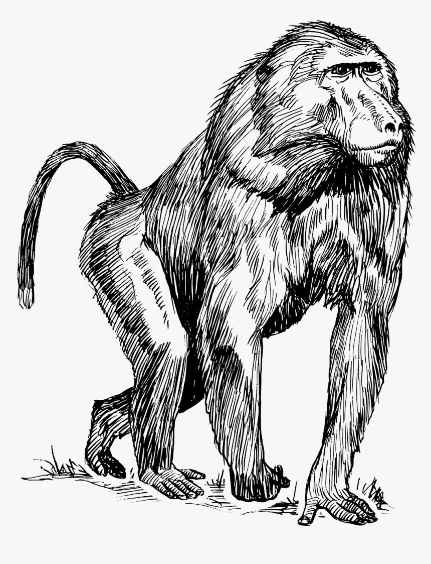 Baboon Drawing, HD Png Download