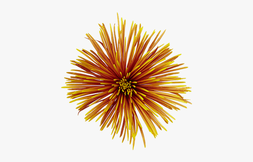 Macro Photography, HD Png Download