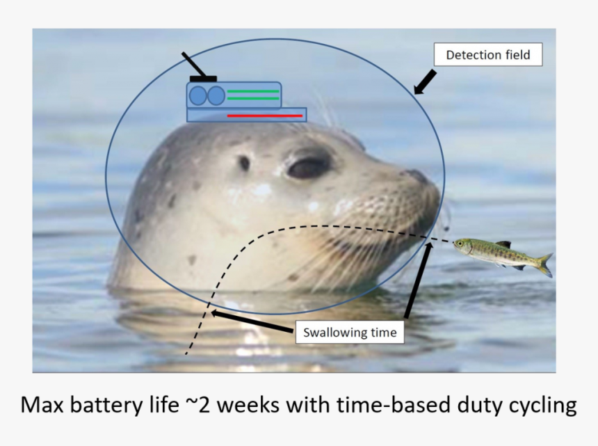 Harbor Seal, HD Png Download