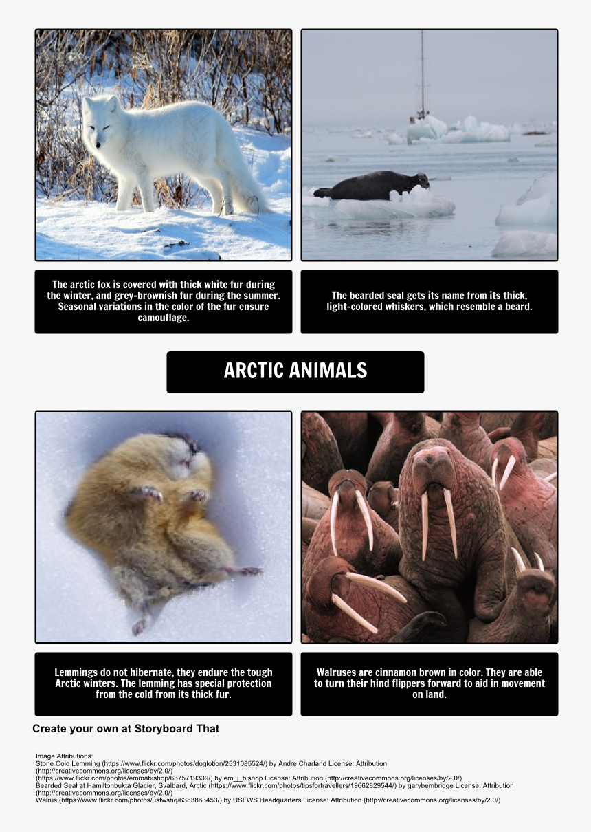 Grey Camouflage Animal, HD Png Download