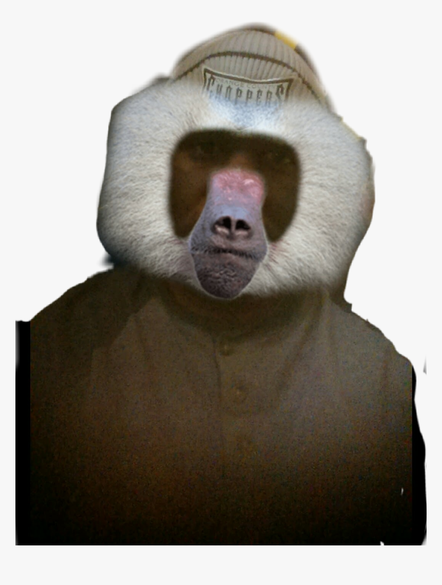 #boon - Baboon, HD Png Download