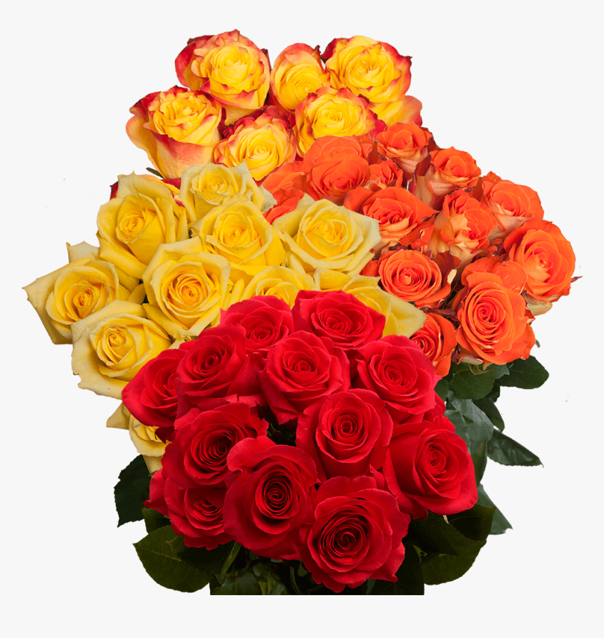 Floribunda, HD Png Download