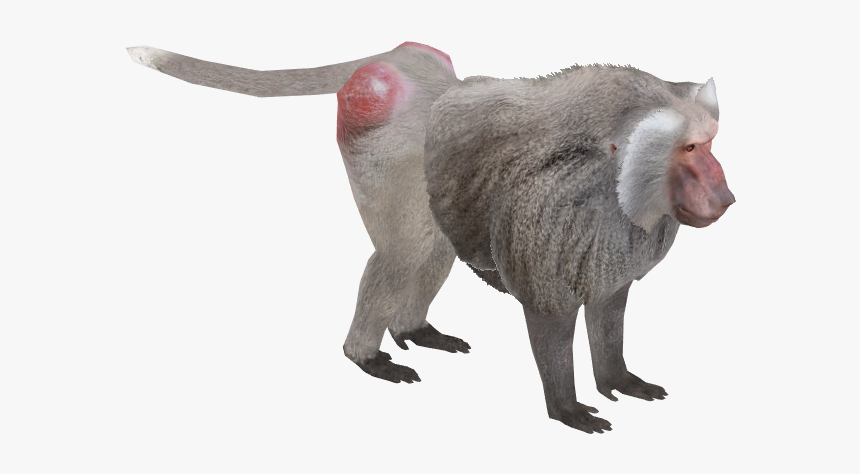 Baboon, HD Png Download