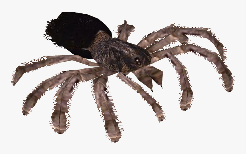 Cool Transparent Tarantulas, HD Png Download