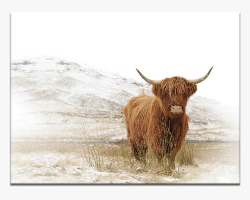 Yak - Highland Baby Cow Canvas, HD Png Download