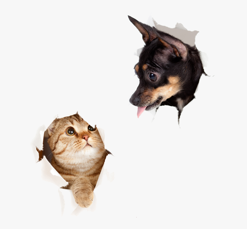 Dog Cat Png Transparent, Png Download