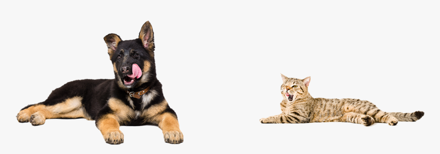German Shepherd Puppy White Background, HD Png Download