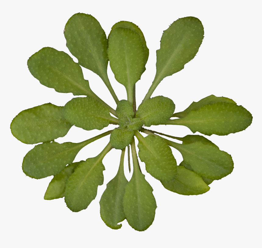Plant Top View No Background, HD Png Download