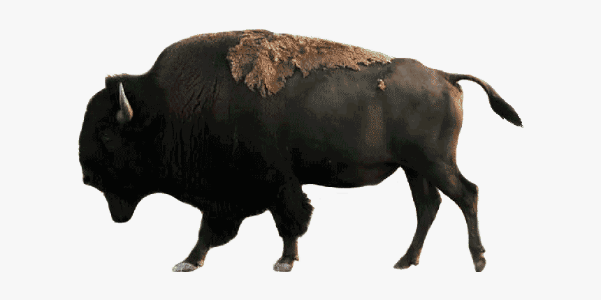 Drive Through Safari & Petting Zoo In Sequim, Wa - Bison, HD Png Download