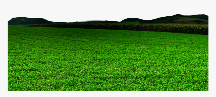 Sea Grass Clipart Png Format - Field, Transparent Png