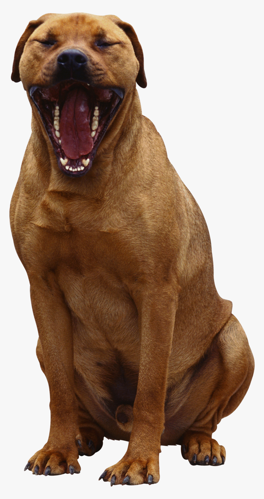 Background Dogs Dog Transparent - Dog, HD Png Download