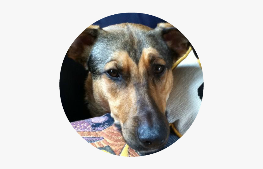 Manhattan Beach Private Dog Training - Companion Dog, HD Png Download