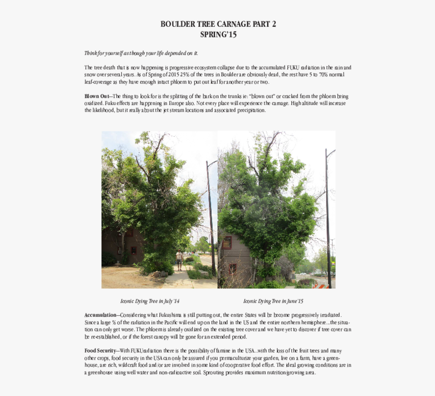 Attalea Speciosa, HD Png Download