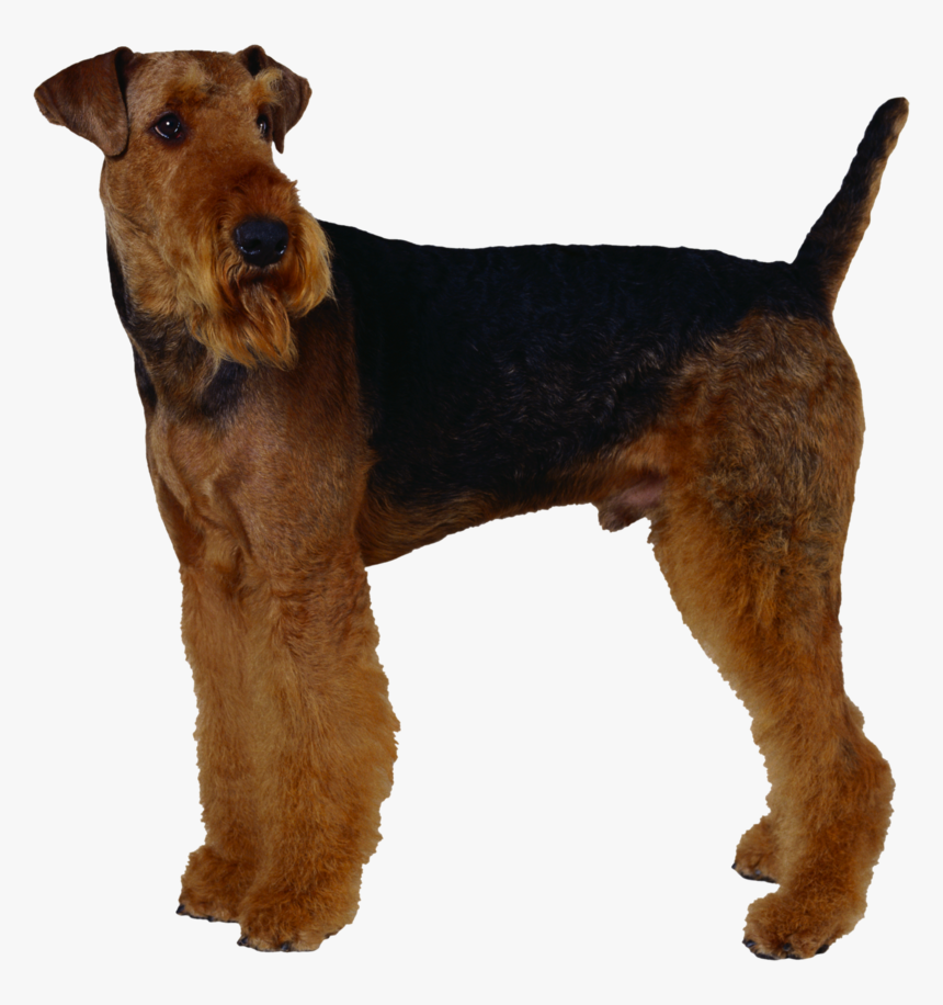 Background Dogs Dog Transparent - Airedale Terrier, HD Png Download