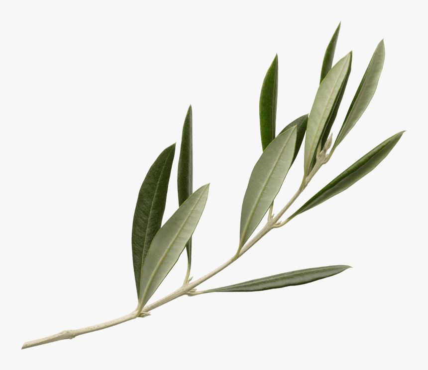 Olivicultura De Precisión, HD Png Download