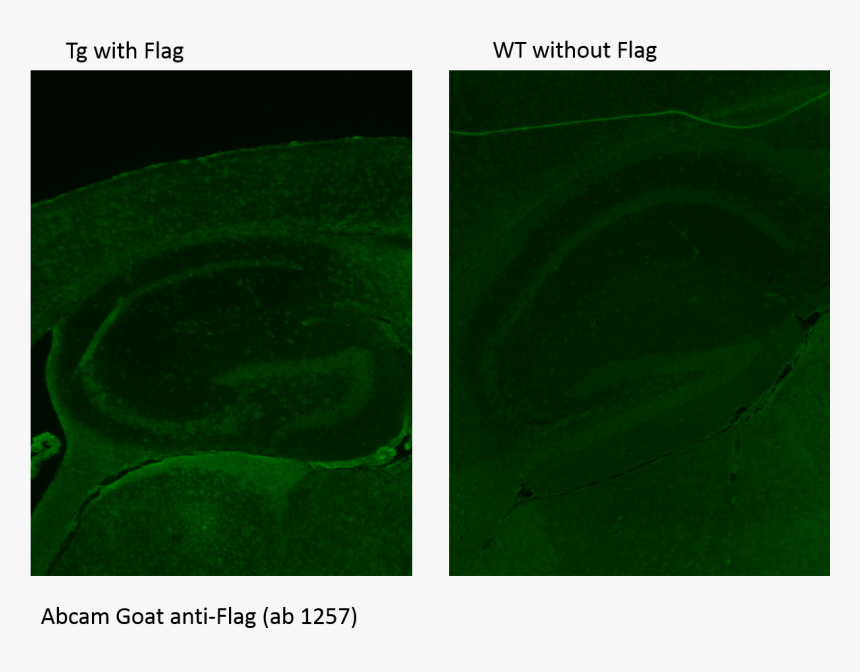 Transparent Dominica Flag Png - Colorfulness, Png Download