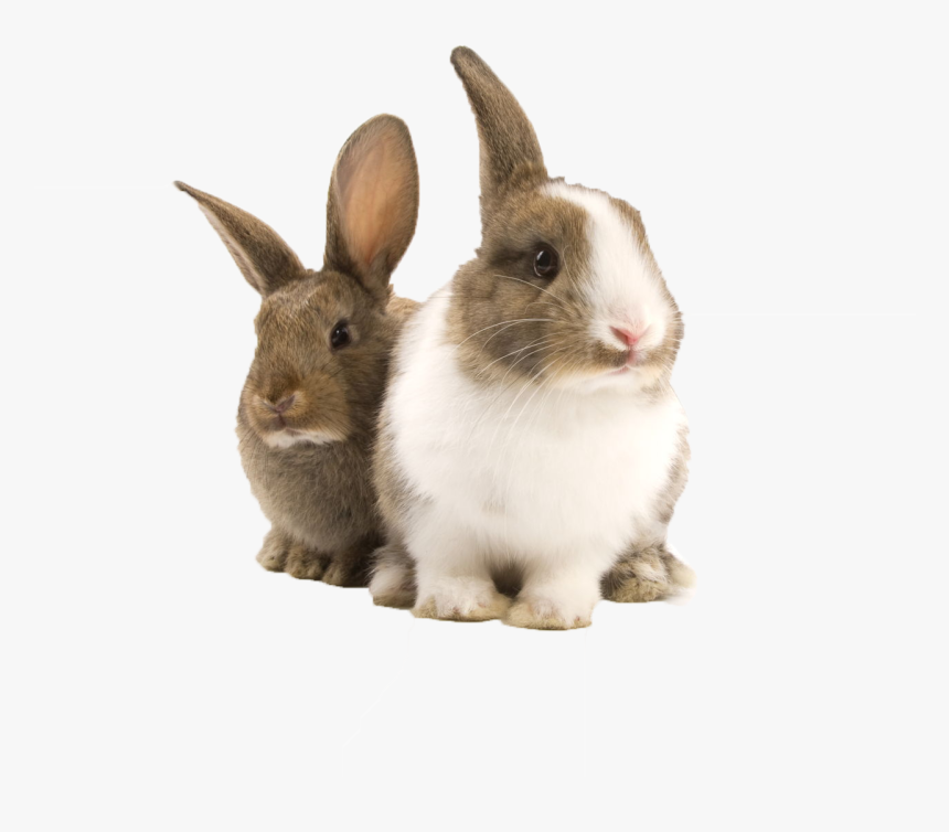 Bunnies Png -transparent Bunny Rabbit Png, Png Download - Guinea Pig Toy Tunnel, Png Download