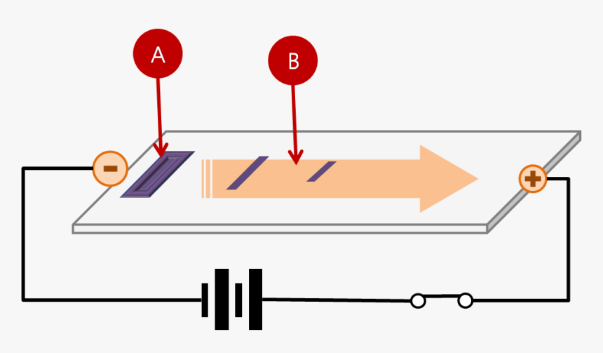 Gel Electrophoresis Procedure - Migration Of Dna In Gel Electrophoresis, HD Png Download