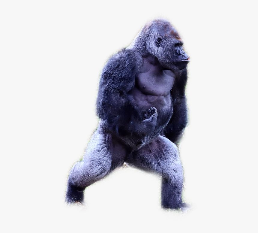 Western Lowland Gorilla, HD Png Download