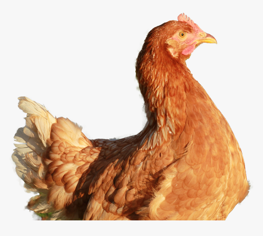 Gallina Colorada, HD Png Download