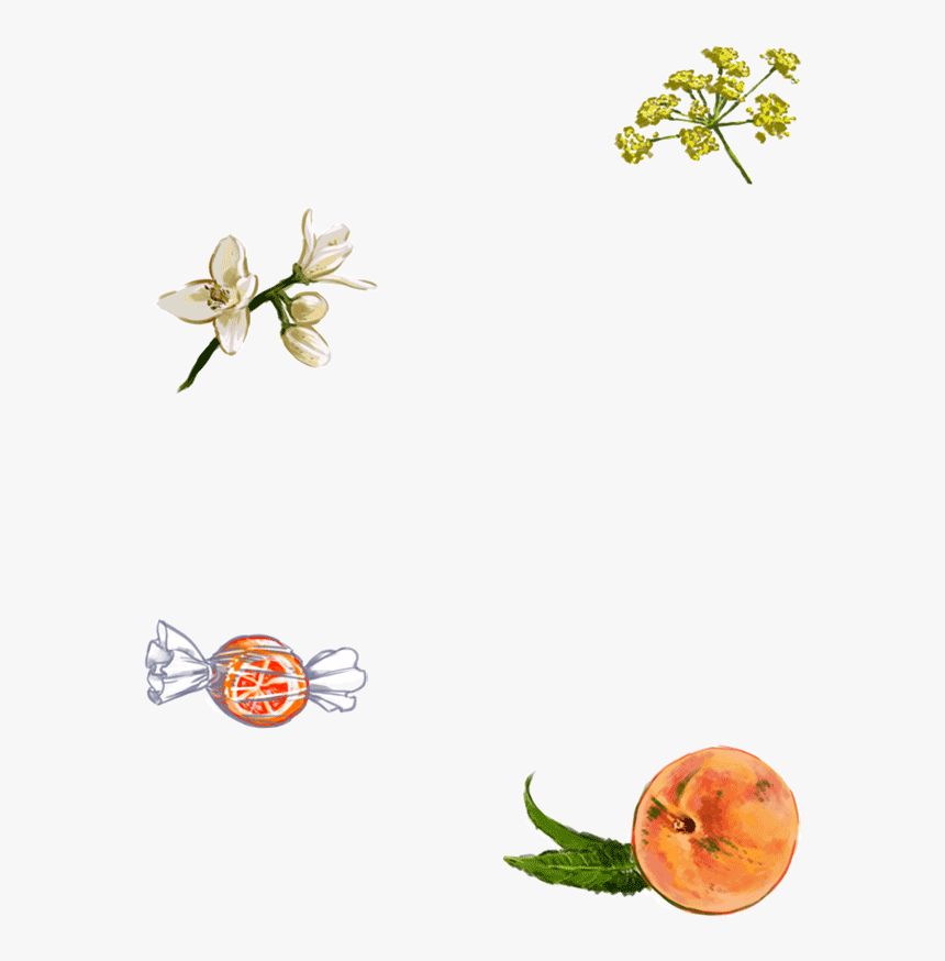 Img Gallina De Piel - Honeysuckle, HD Png Download