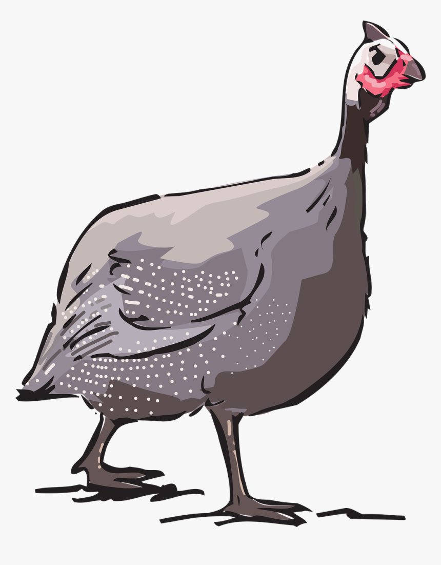Guinea Fowl Source - Guinea Fowl Cartoon Transparent, HD Png Download