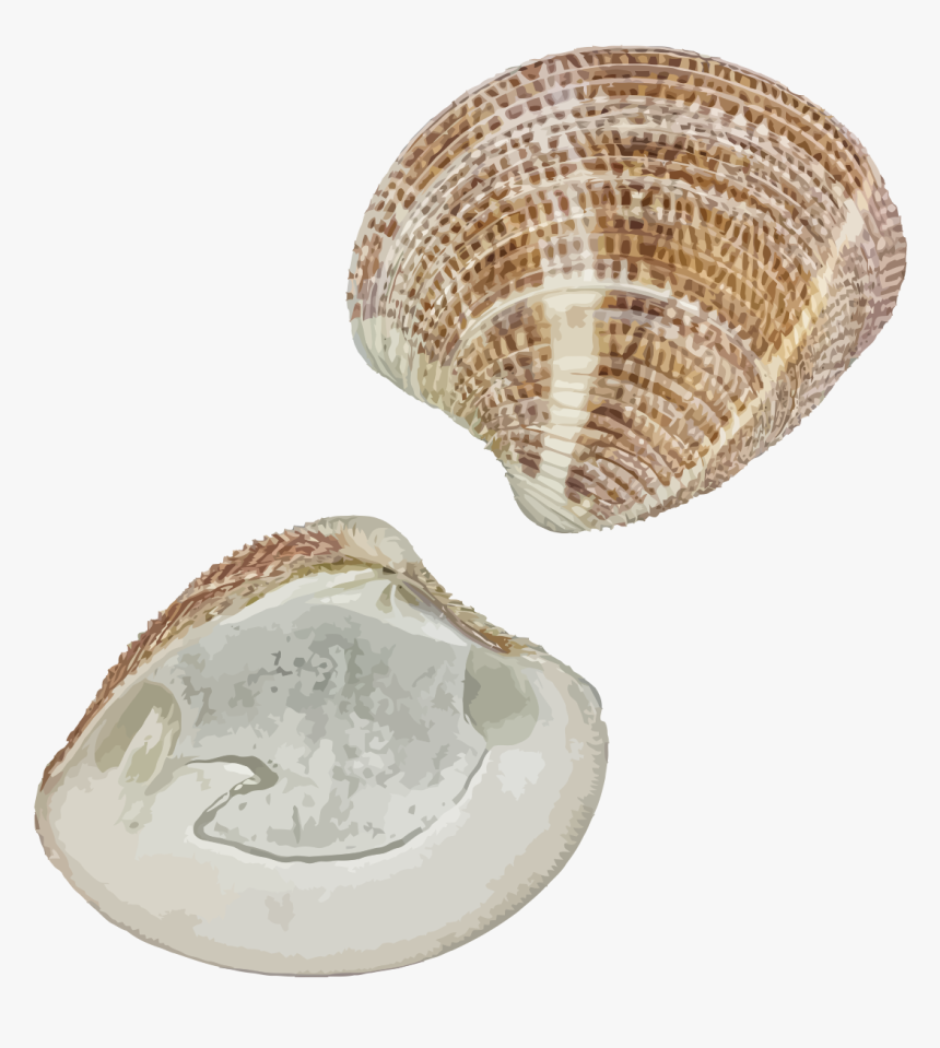 Macoma, HD Png Download