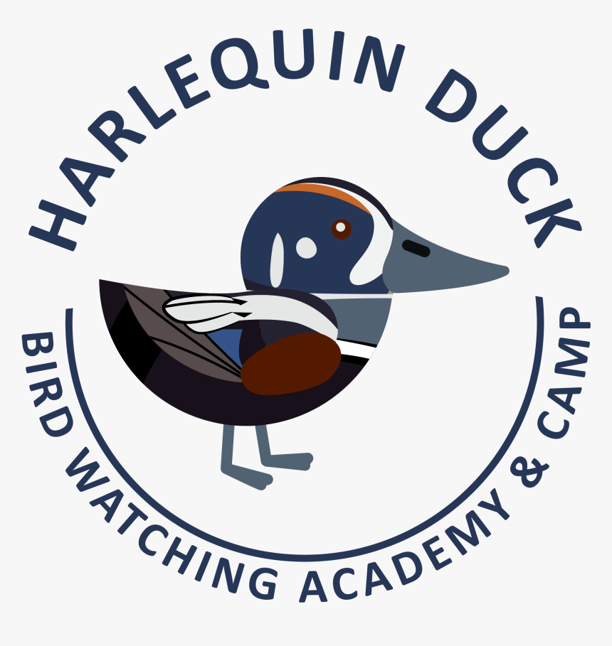 Harlequin Duck Picture - Duck, HD Png Download