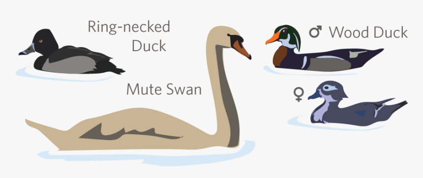 Duck, HD Png Download