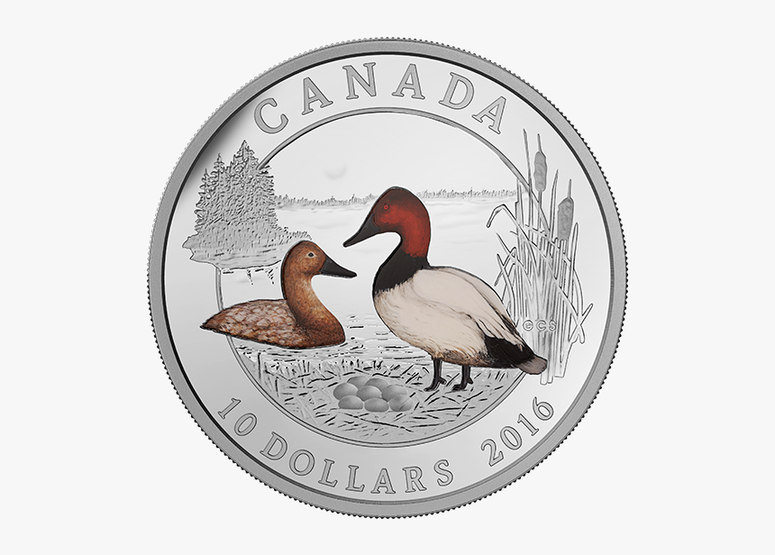 Canvasback, HD Png Download