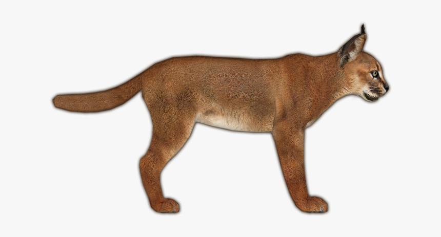 Zoo Tycoon 2 Caracal, HD Png Download