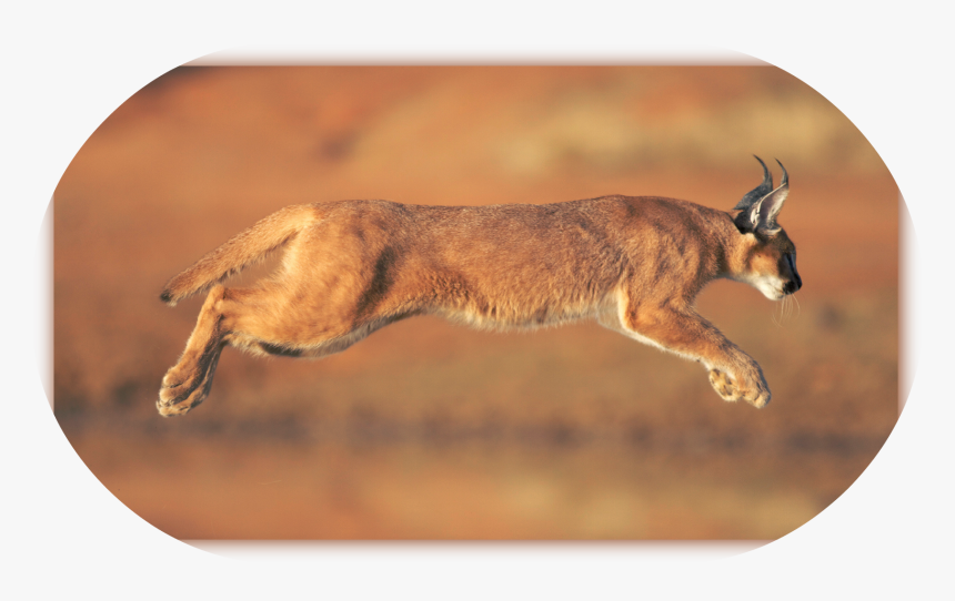 Caracal Animal , Png Download - Caracal Hd, Transparent Png