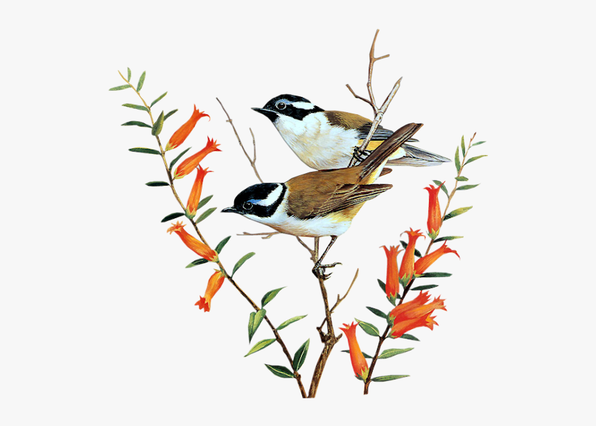 Flying Crows Png, Transparent Png