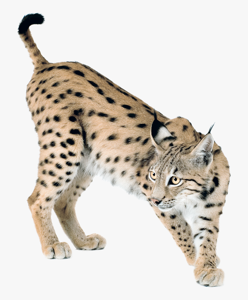 Lynx Png - Transparent Lynx Png, Png Download