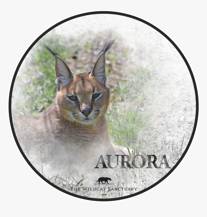 Canyon County Idaho Seal, HD Png Download