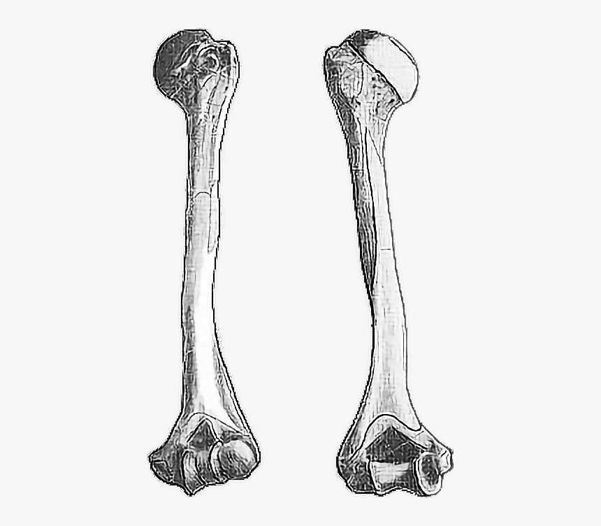 Huesos Duros, HD Png Download