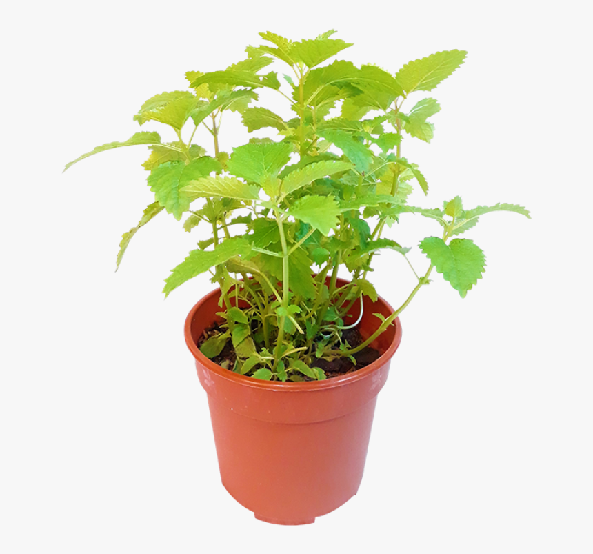 Lemon Balm Plant With Pot Png, Transparent Png
