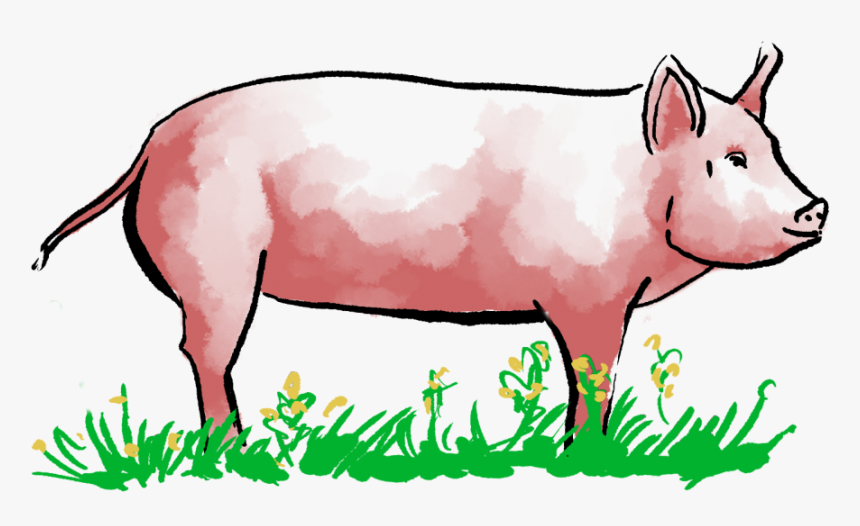 Pig Doodle, HD Png Download