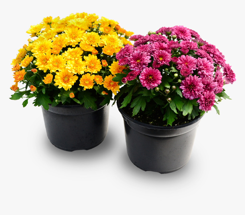 Mum Plant Png, Transparent Png