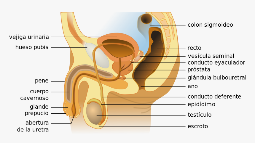 Labels Of A Penis, HD Png Download