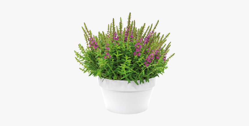Flowerpot, HD Png Download