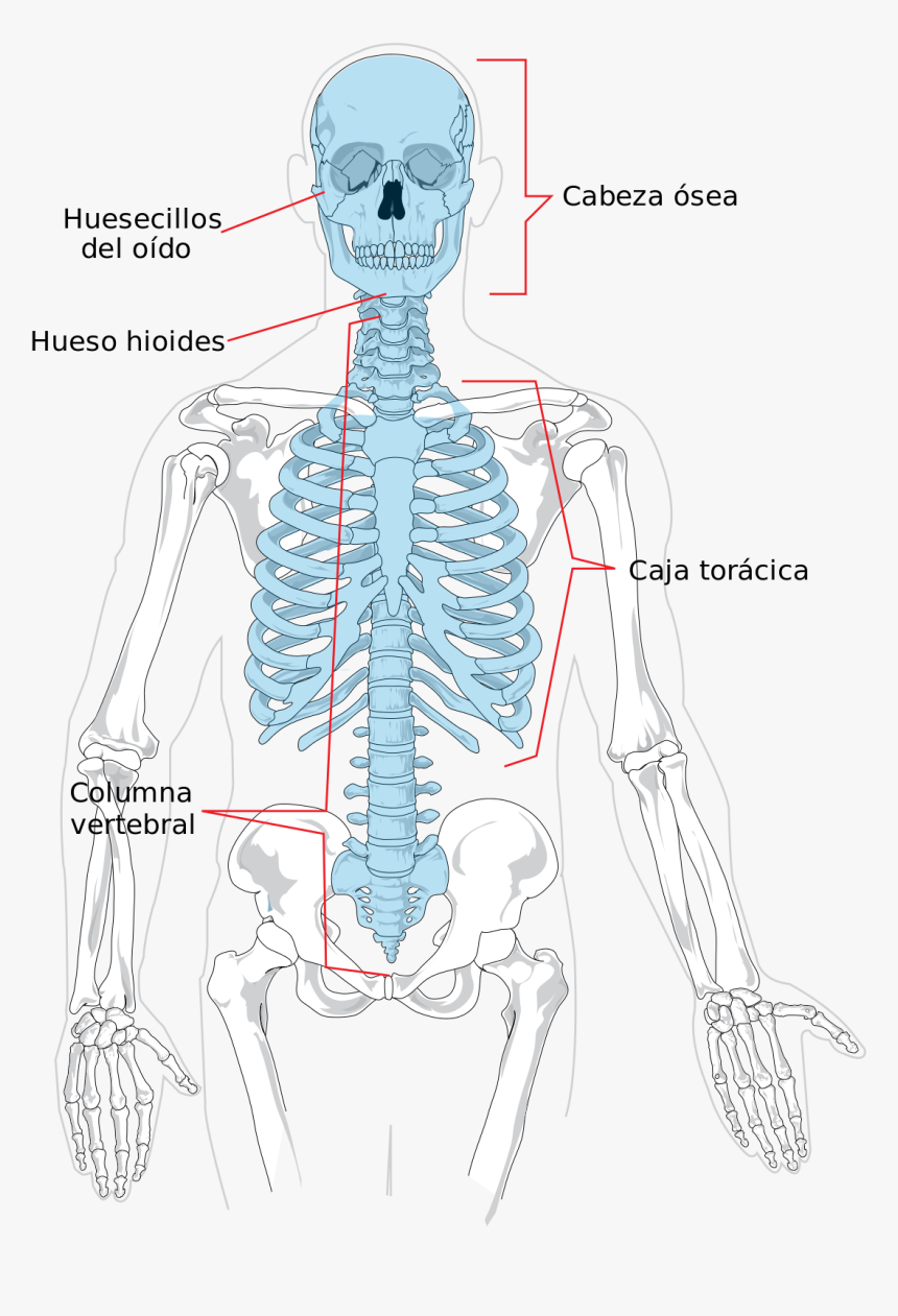 Axial Skeleton, HD Png Download