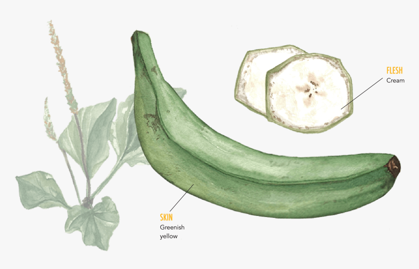 Banana, HD Png Download